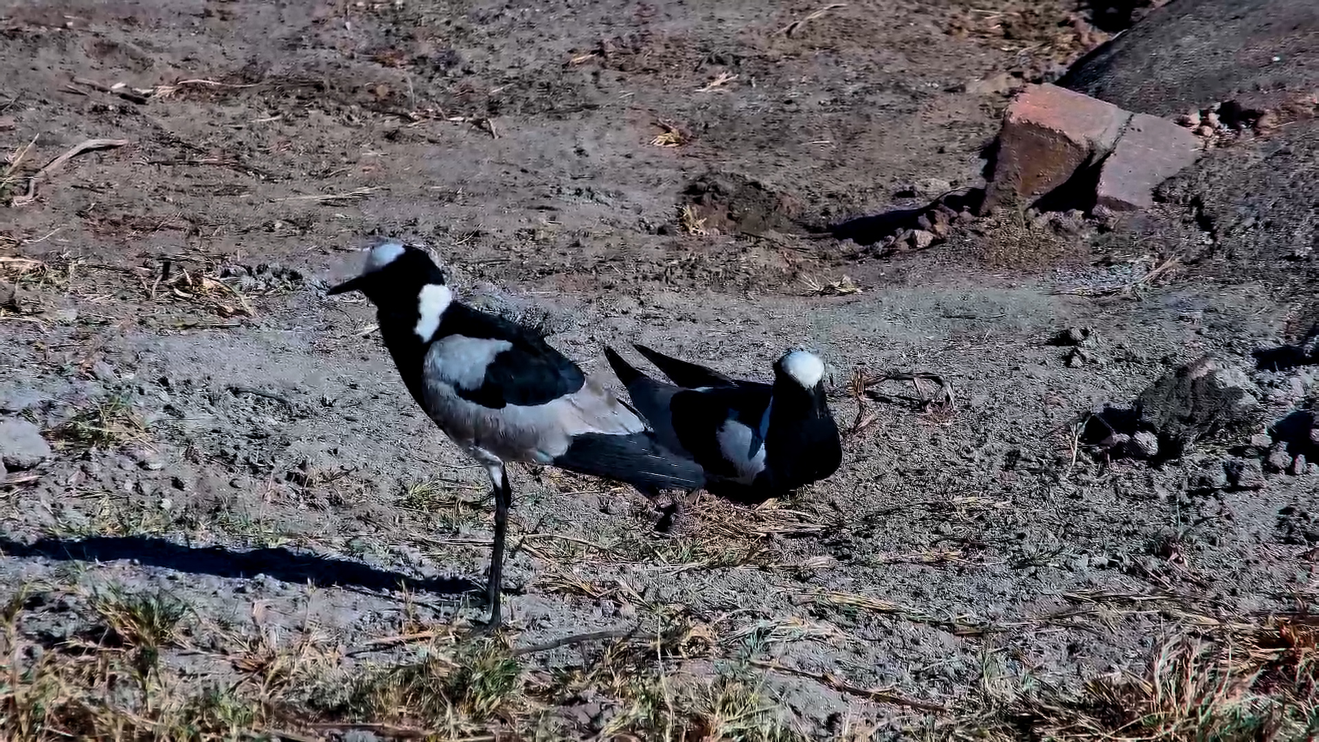 Lapwings at Hwange Safari Lodge