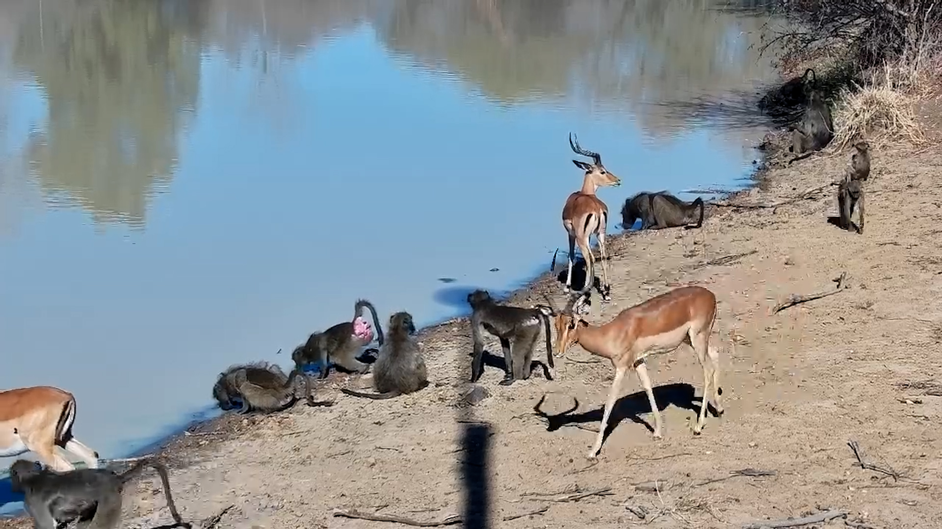Baboons and Impala Share the Waterhole at Jabulani