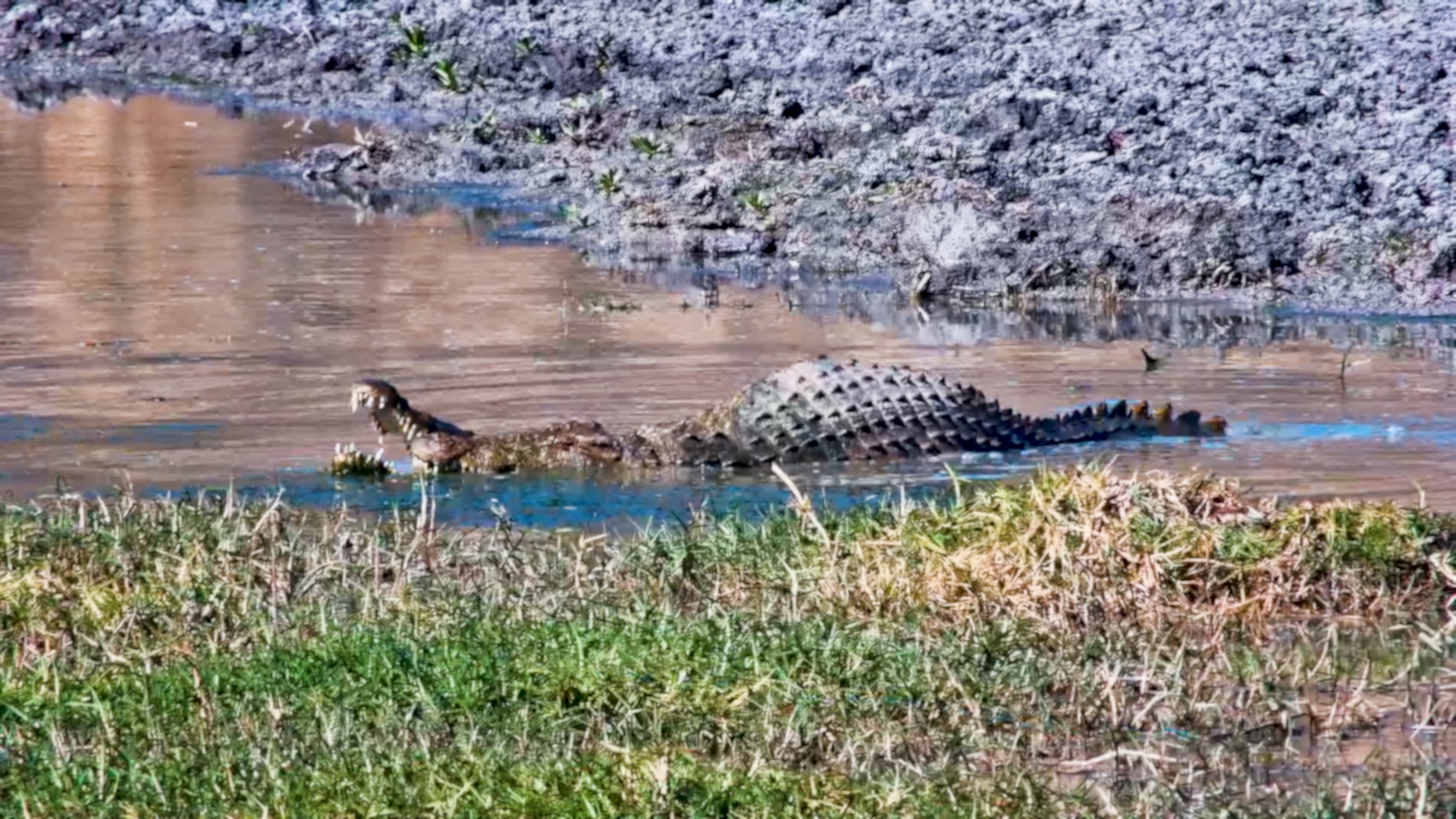 Crocodile Mating Session Ends in Stillness