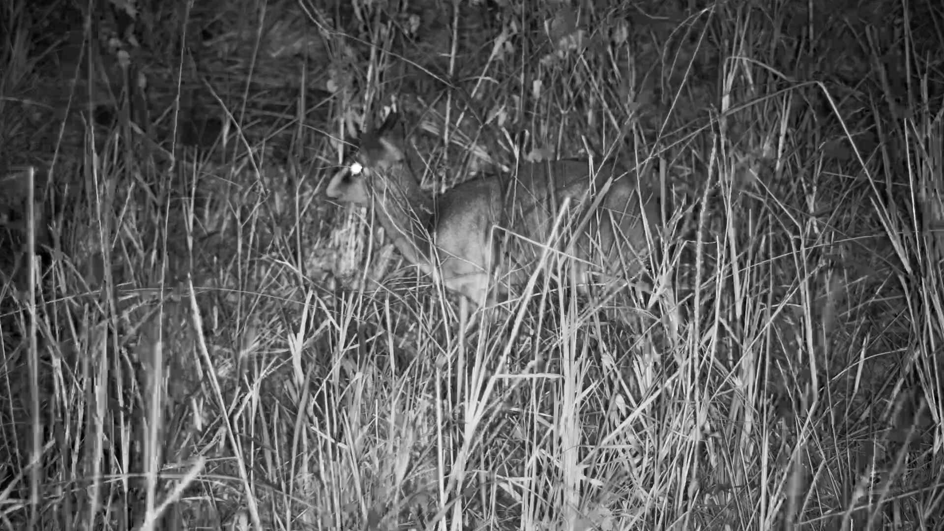 Dik-Diks Hidden in the Grass at Serengeti Explorer