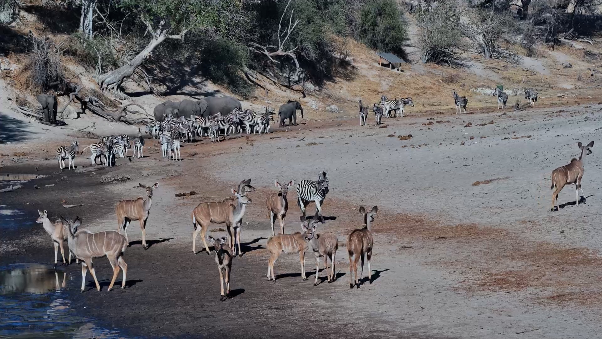 Kudu, Elephants & Zebras Share the Waterhole at Meno a Kwena