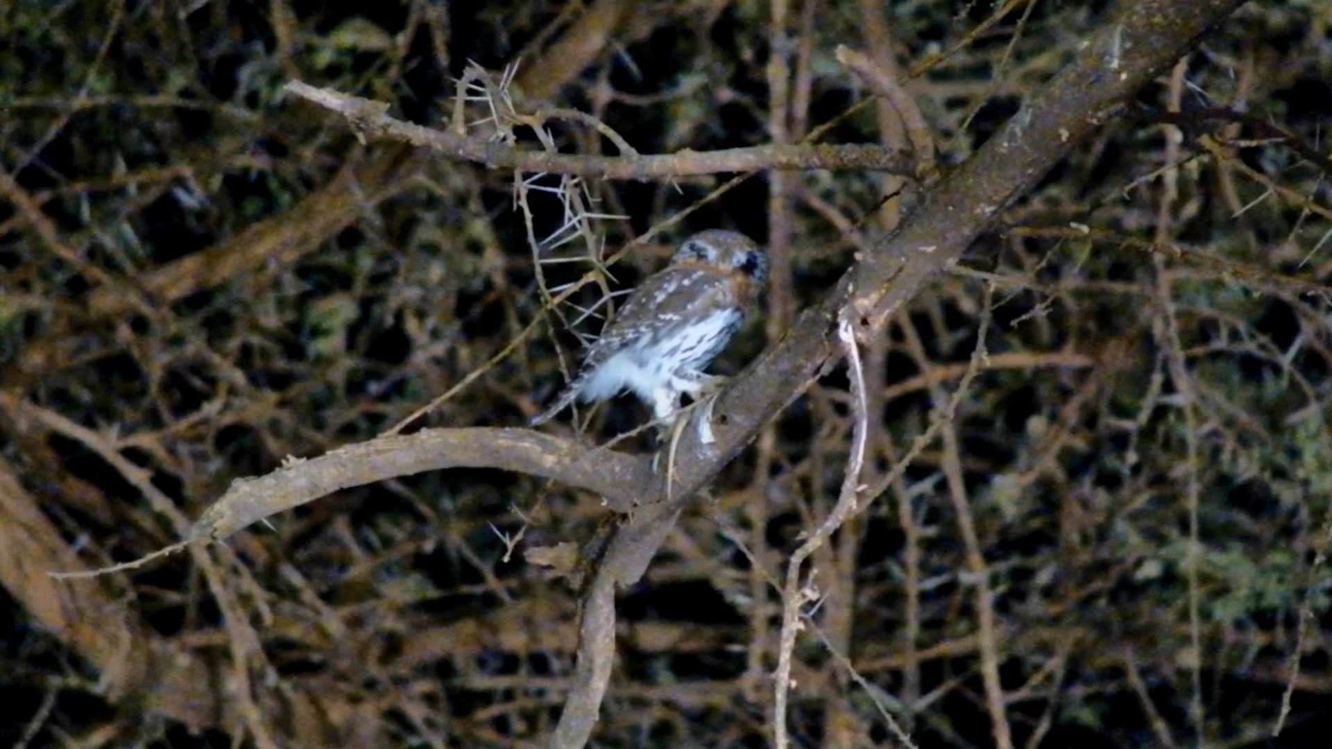 Pearl-Spotted Owlet Eats a Lizard at Lentorre