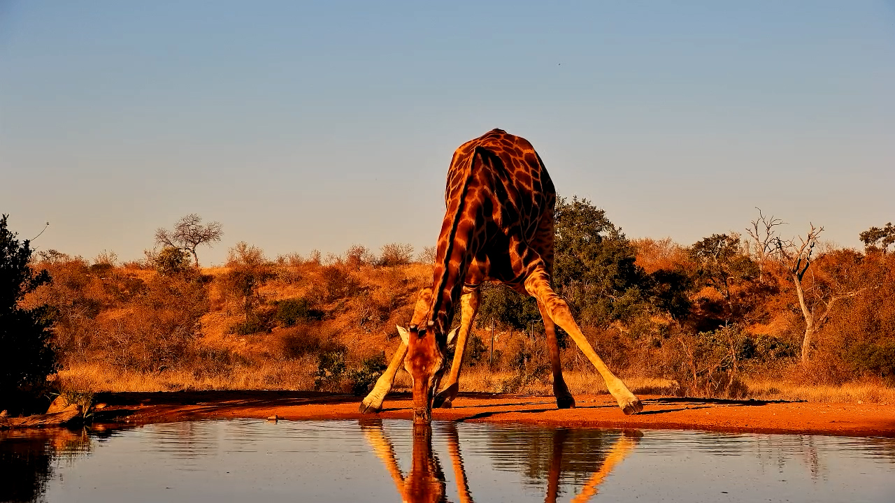 Nervous Giraffe Drinks at King’s Camp