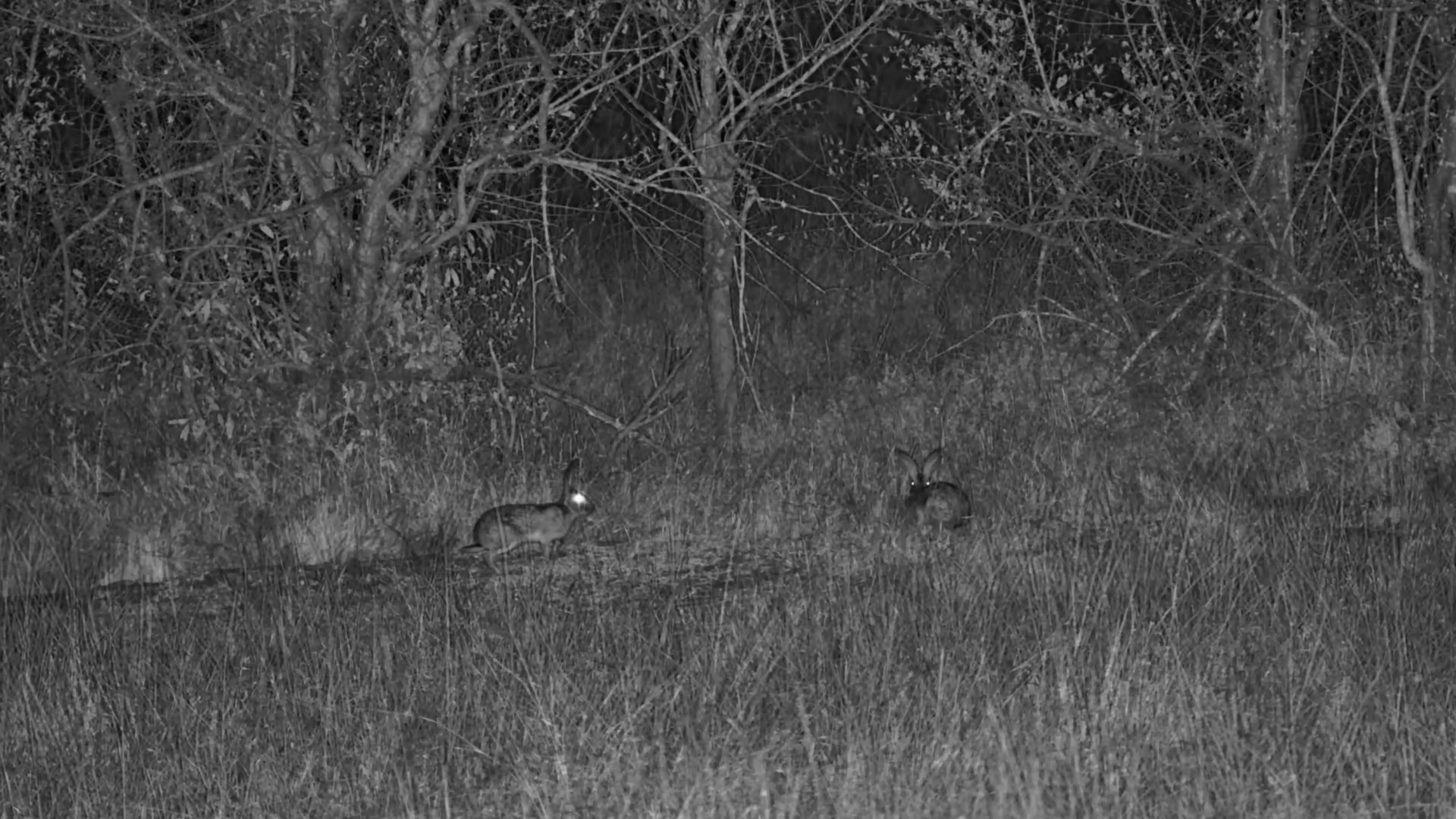 Scrub Hares Grazing at Roy’s Dam