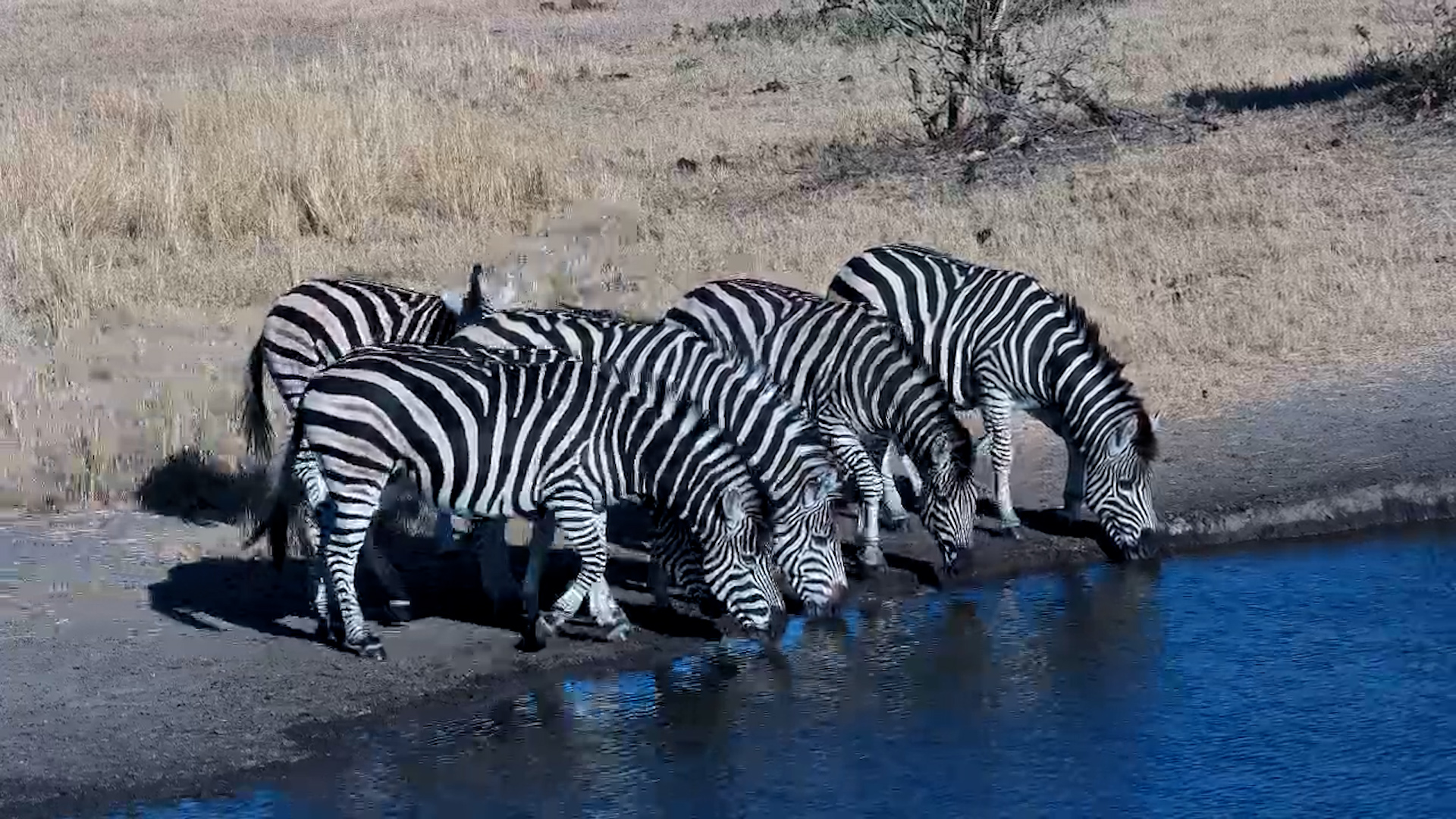 Zebras Drink at Nkorho