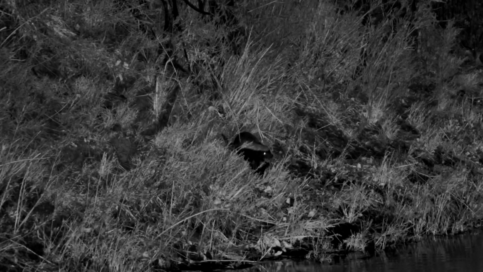 Honey Badger at the Water’s Edge at Olifants River