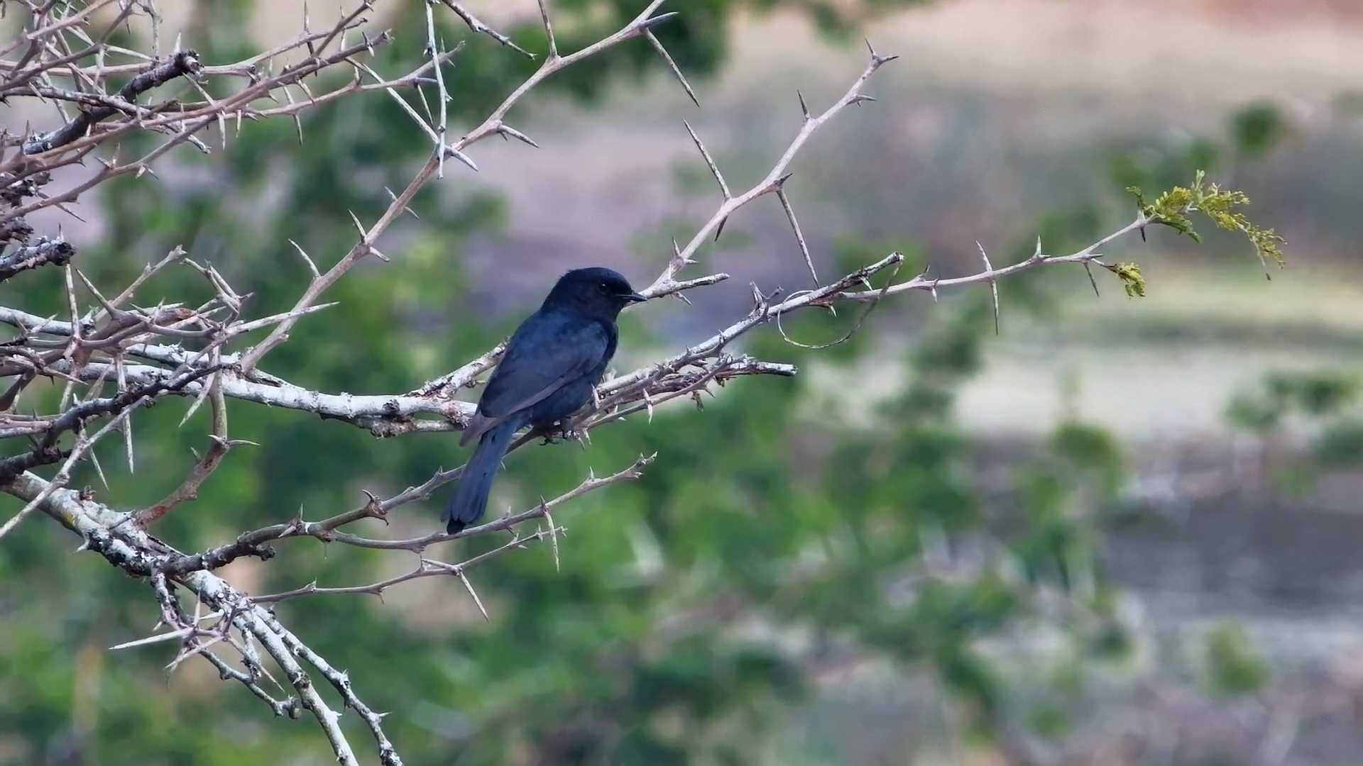 Fork-Tailed Drongo Balances in the Wind at Tembe