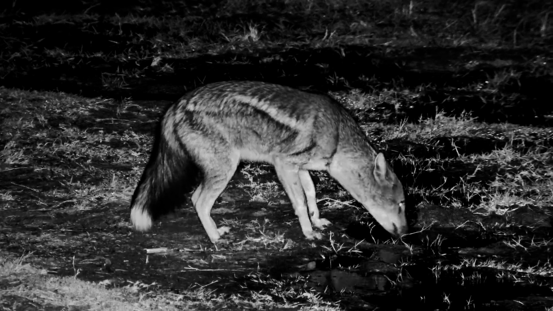Side-Striped Jackal On The Move at Hwange Safari Lodge