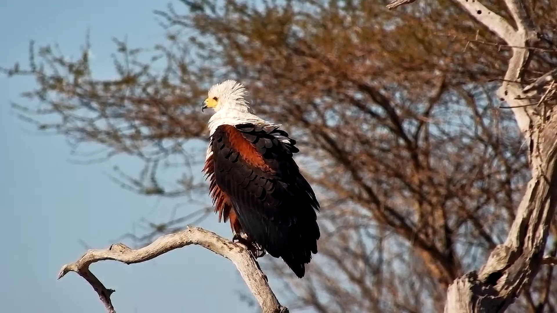 Fish Eagle Perches Beautifully at Jabulani