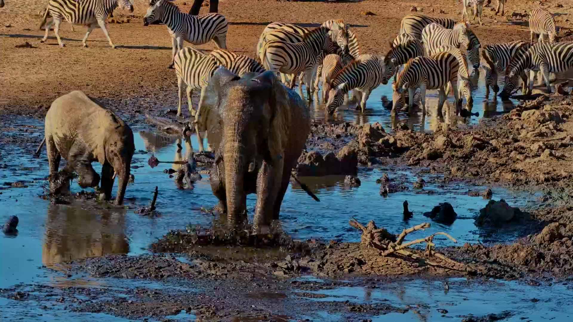 Elephant Mom and Calf Mud-Bathe at Meno a Kwena