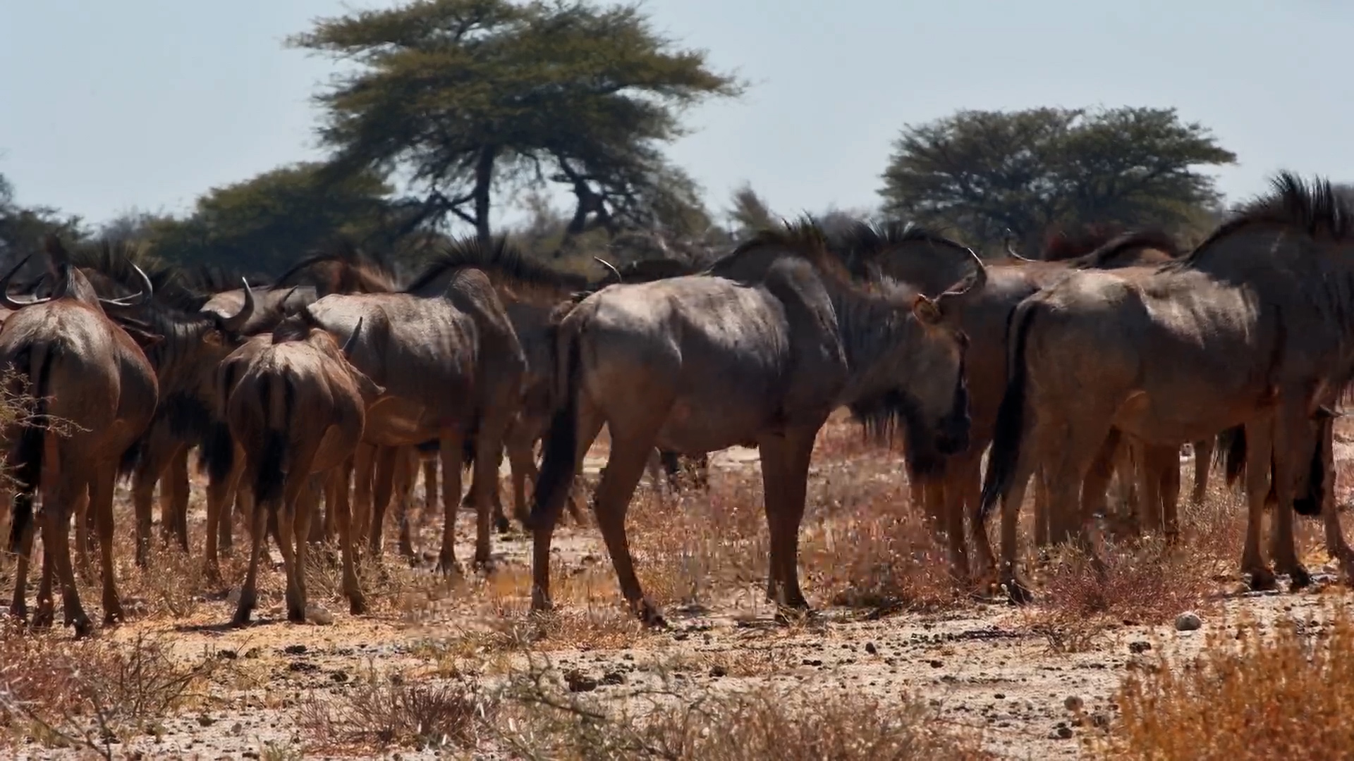Wildebeest Herd Grazes at Onguma