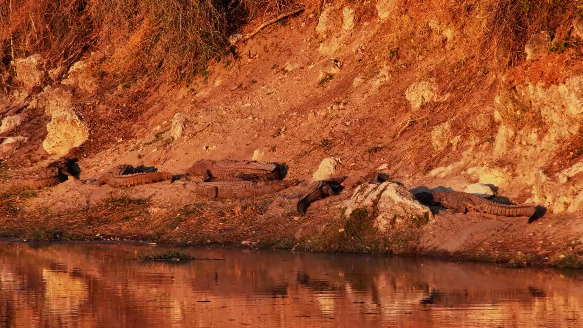 Crocodiles Catch the Last Sun at Camelthorn Waterhole
