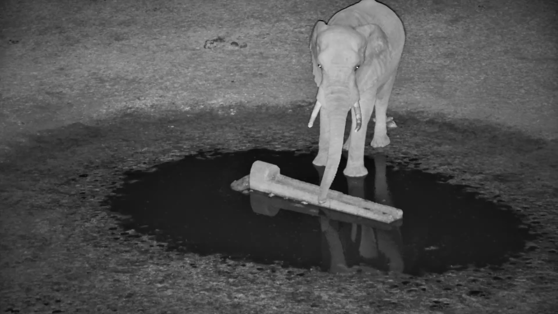 Indecisive Elephant at Moela