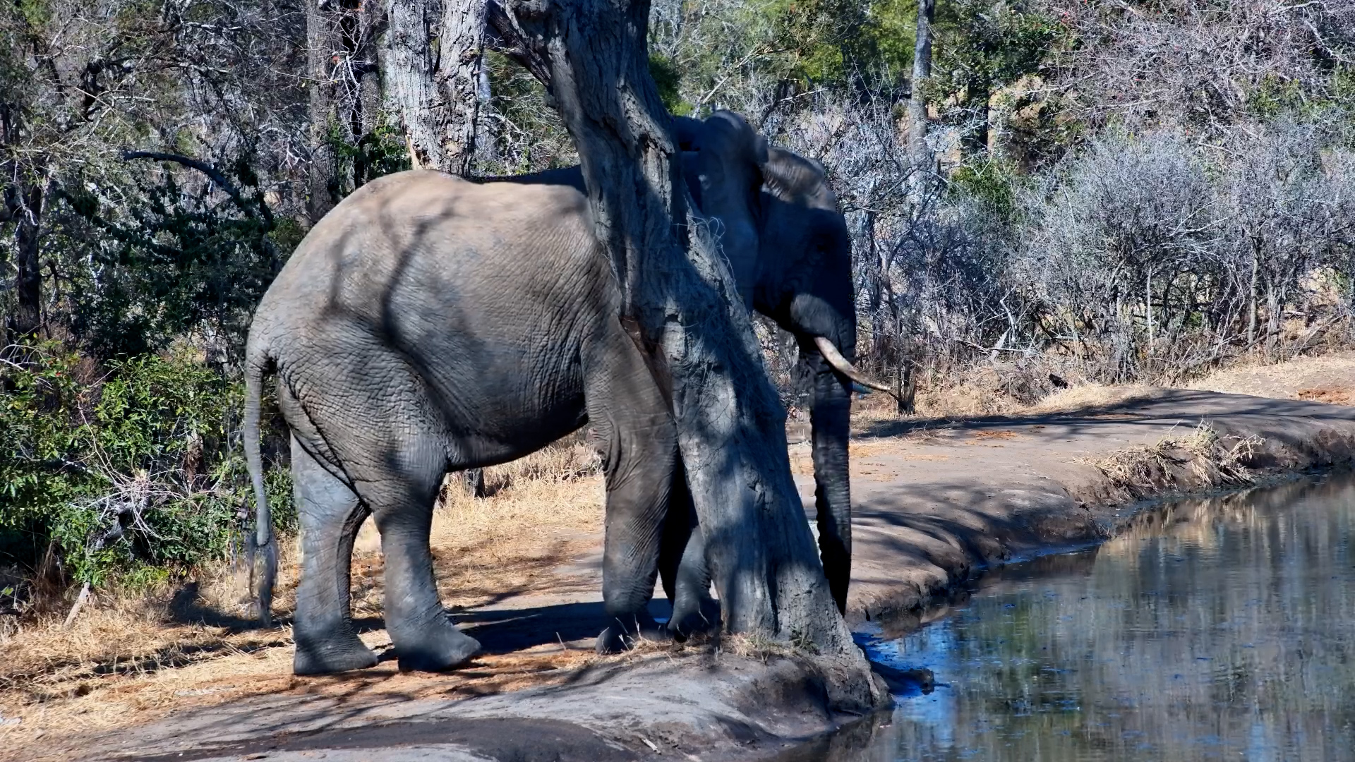 Elephant Scratches Against Tree at Serondella