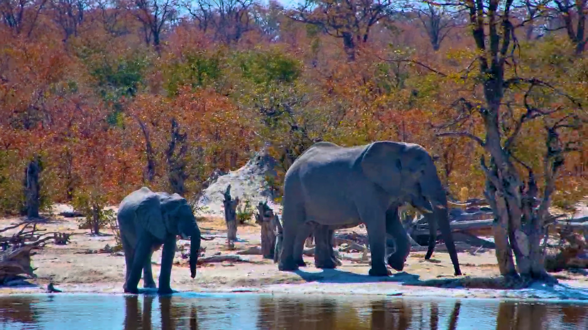 Elephants Visit Elephant Pan