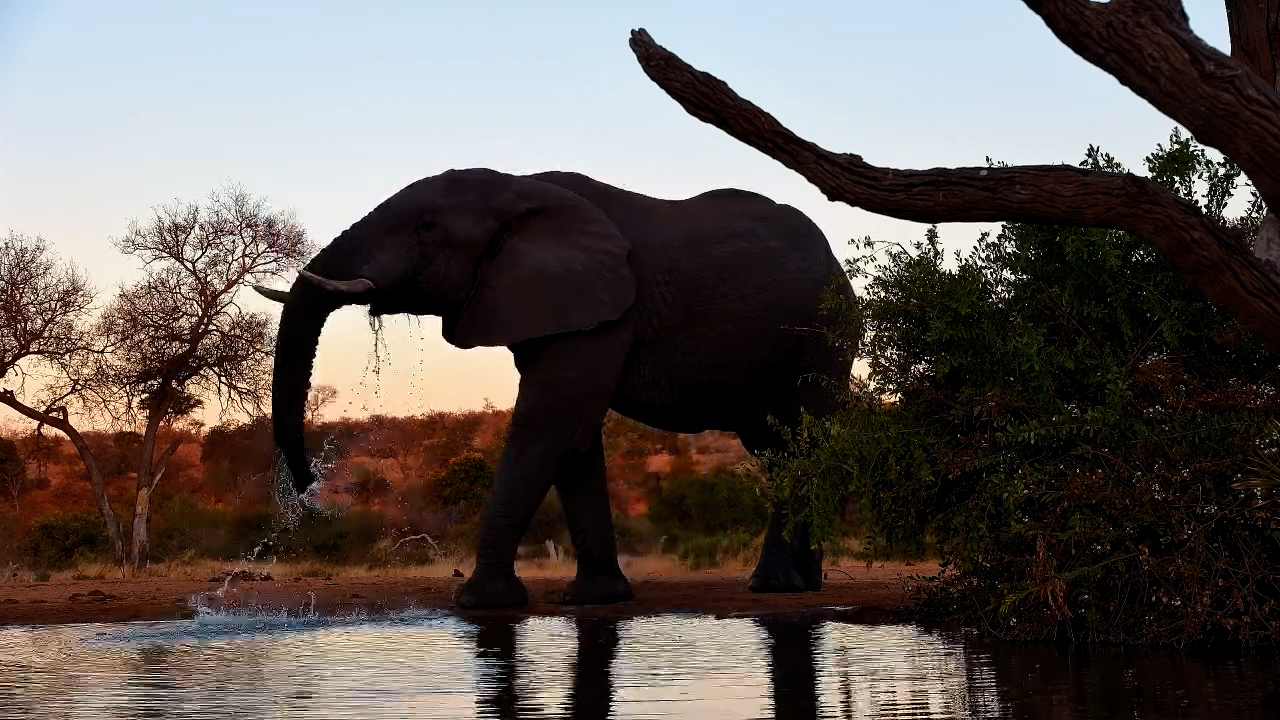 Lone Elephant Visits King’s Camp Waterhole