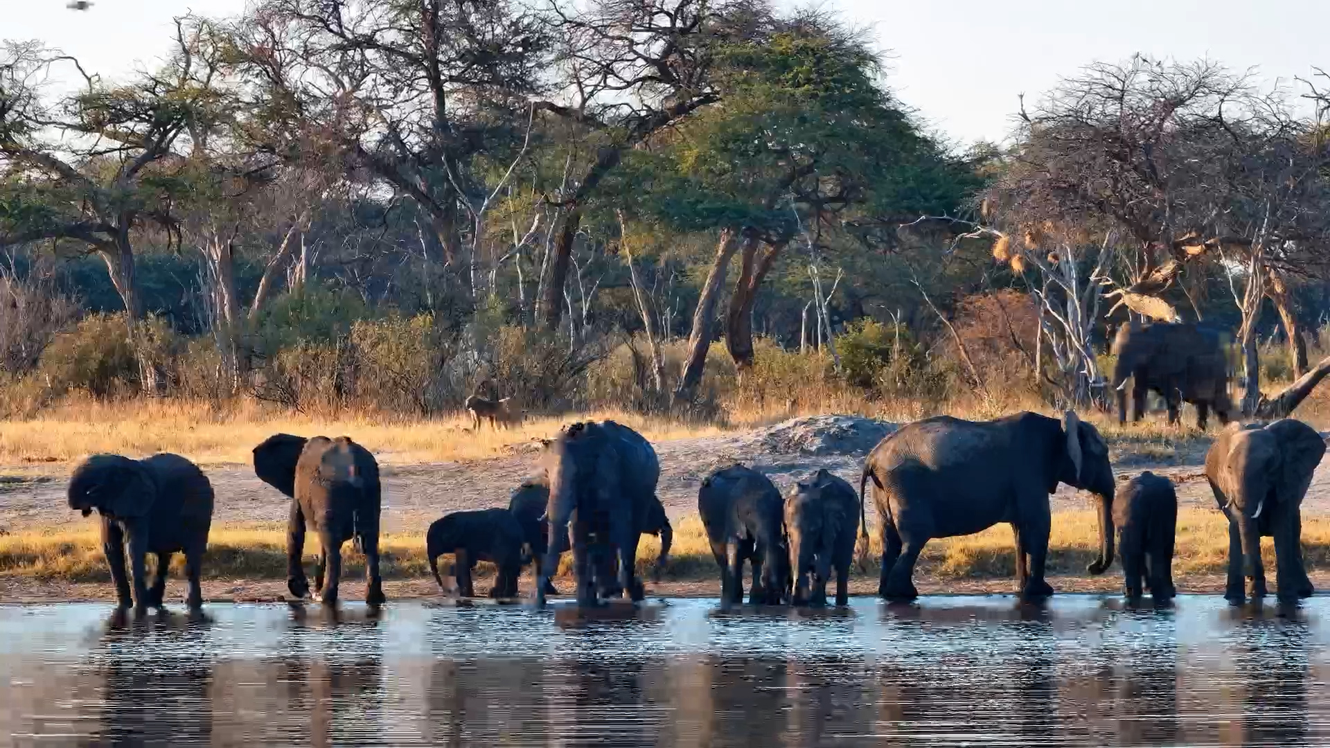 Elephant Family Lingers at The Hide