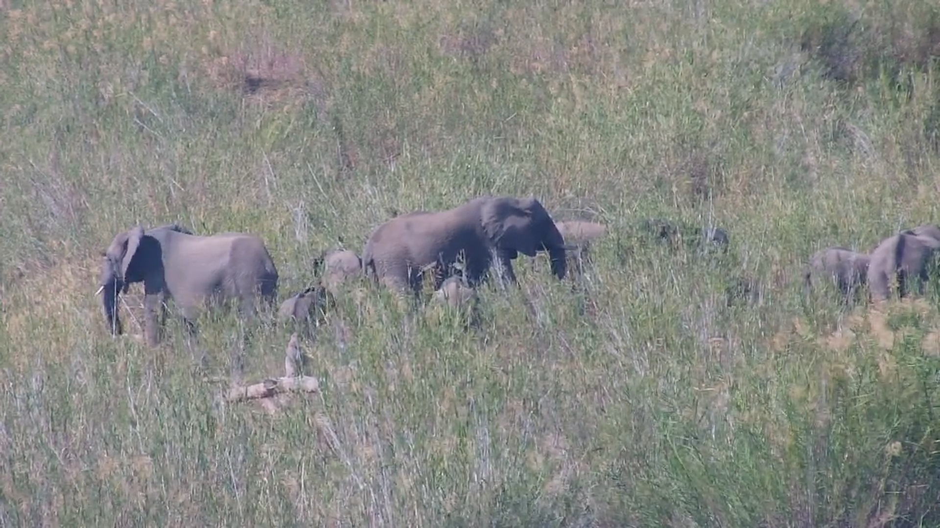 Elephant Herd in the Long Grass at Kruger Shalati