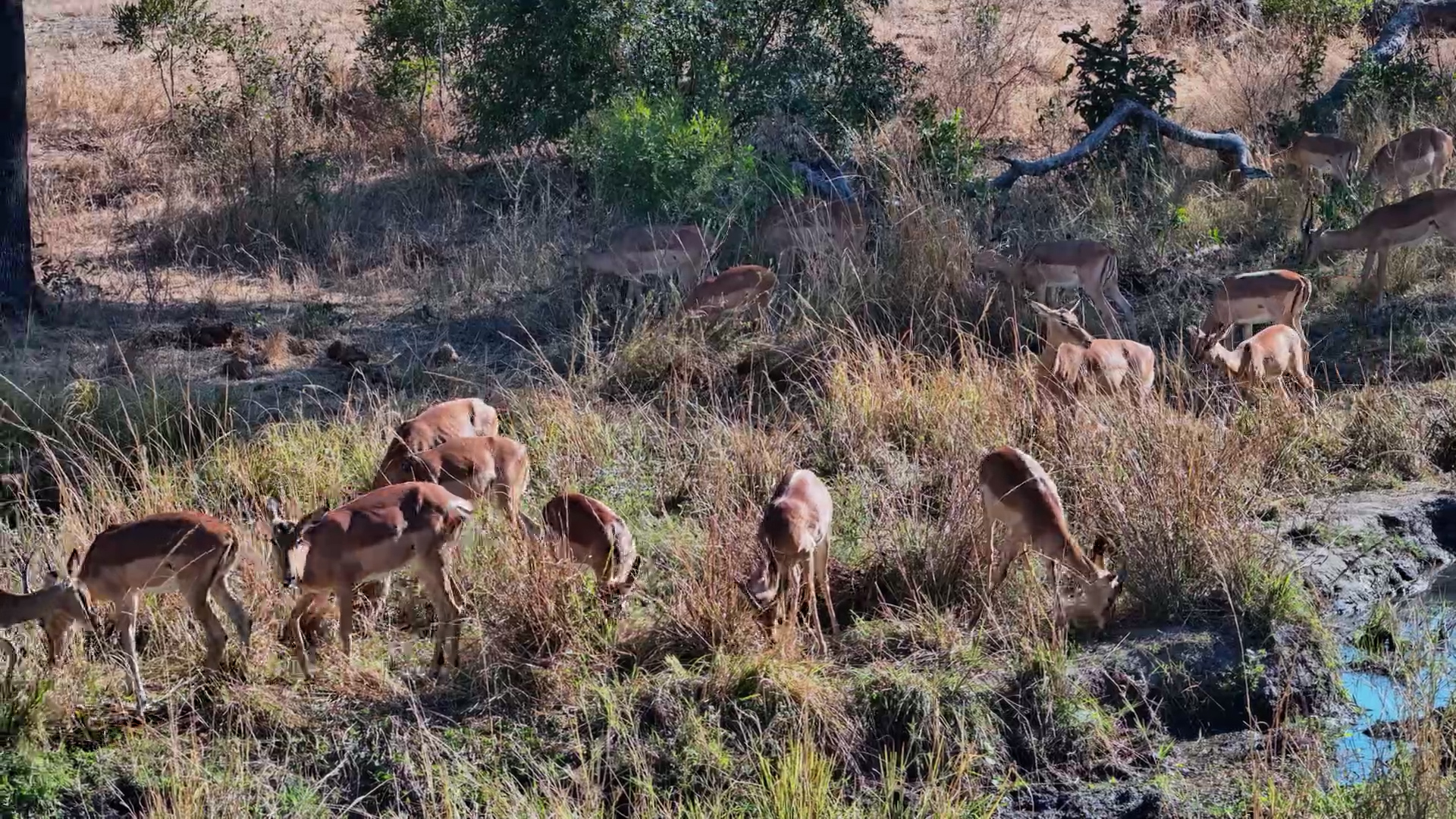 Impala Herd Feeds at Roy’s Dam