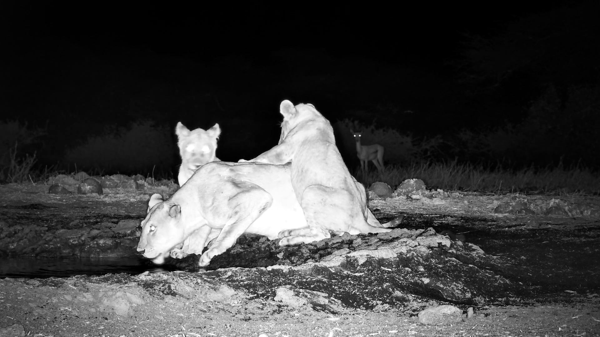 Lions Drink at Ol Donyo, Antelope in the Distance