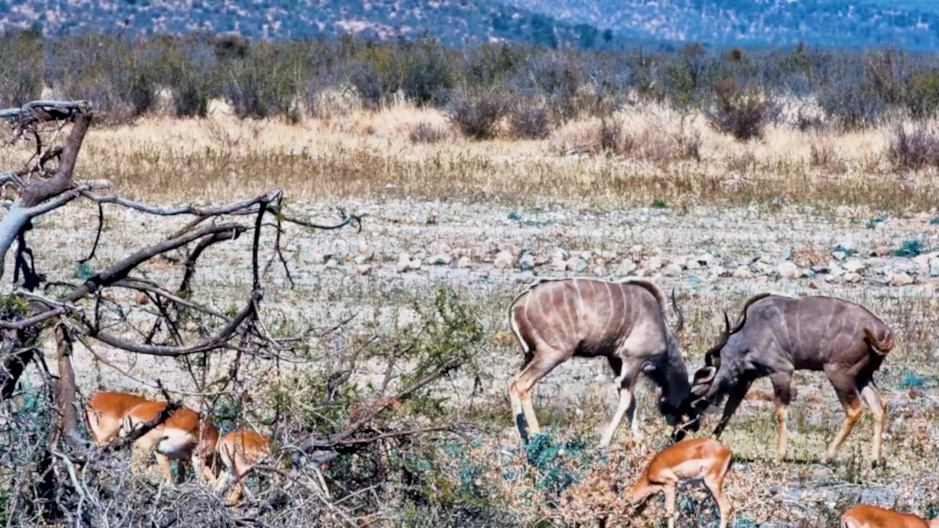 Kudu Bulls Lock Horns at Tau