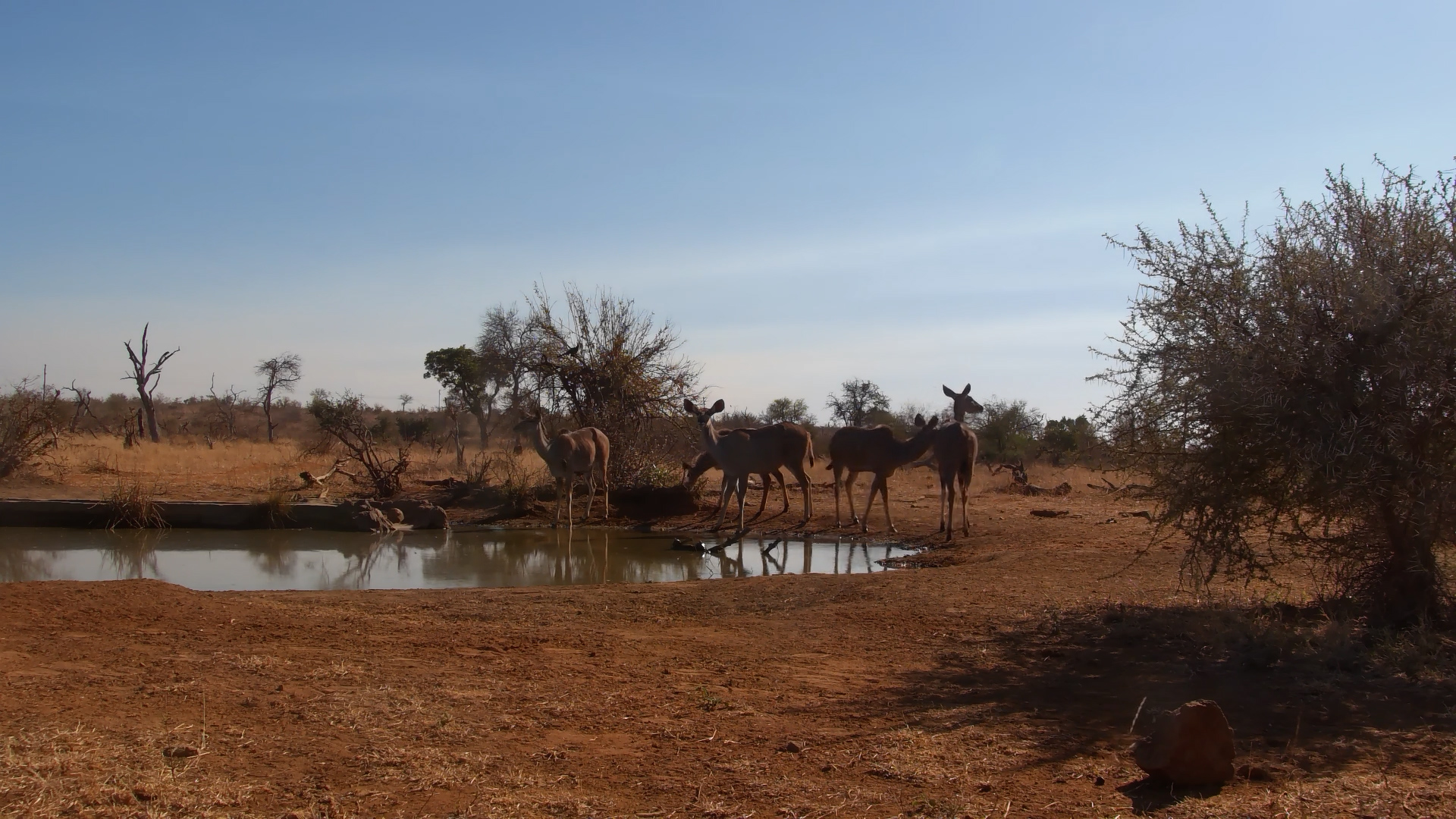 Kudu Drink at Cat Eye Pan