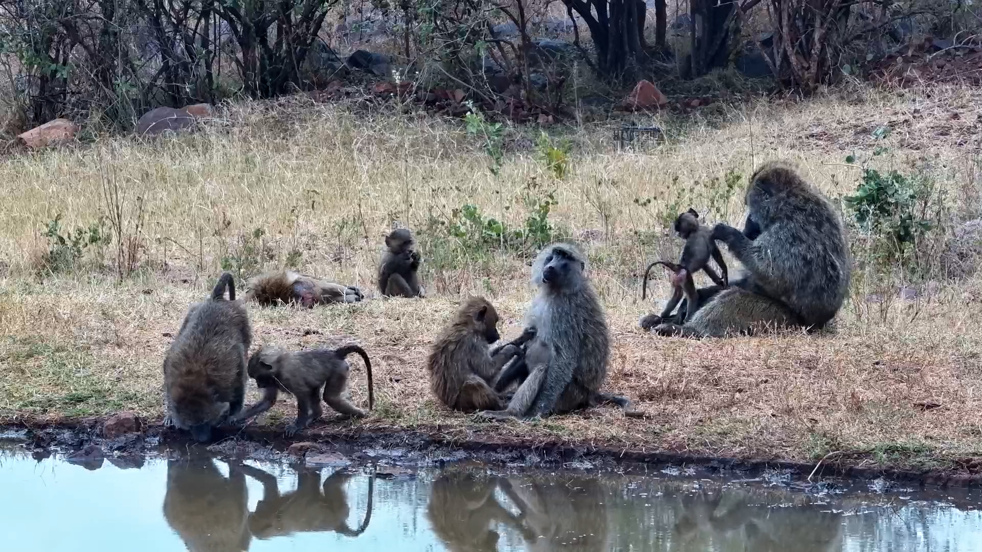 Olive Baboons at the Serengeti Explorer Waterhole