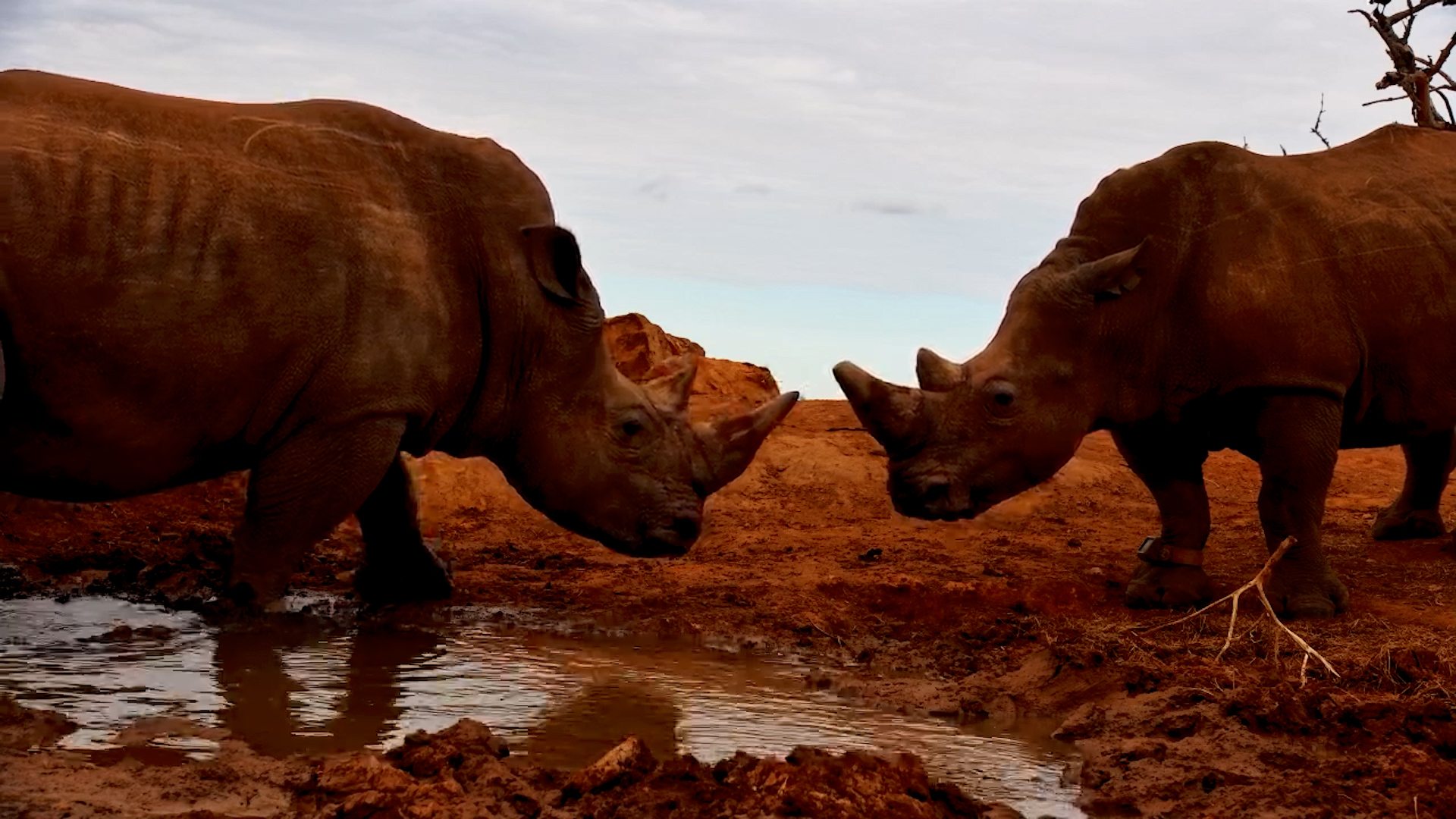 Rhino Bull Interacts with Cow at Founders Lodge