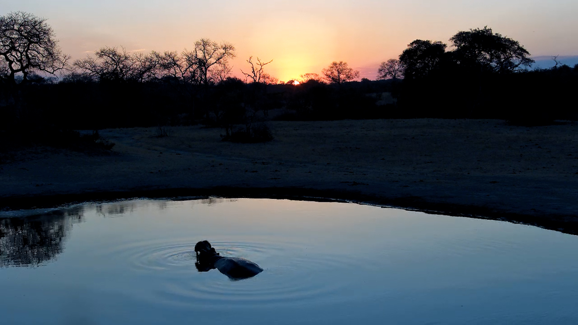 Hippo at Sunset in the Nkorho Pan