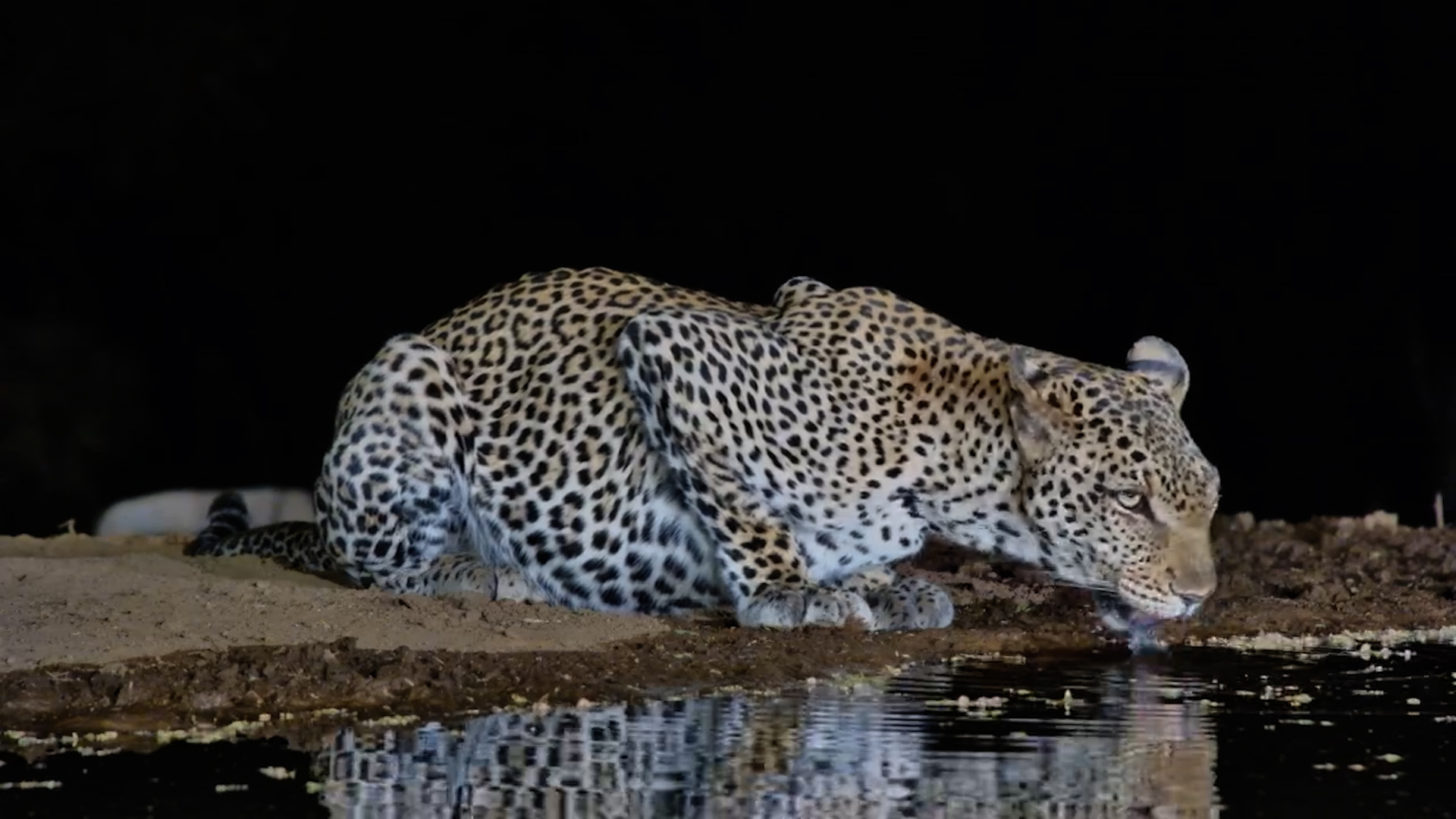 Close-Up of Leopard Drinking at Lentorre