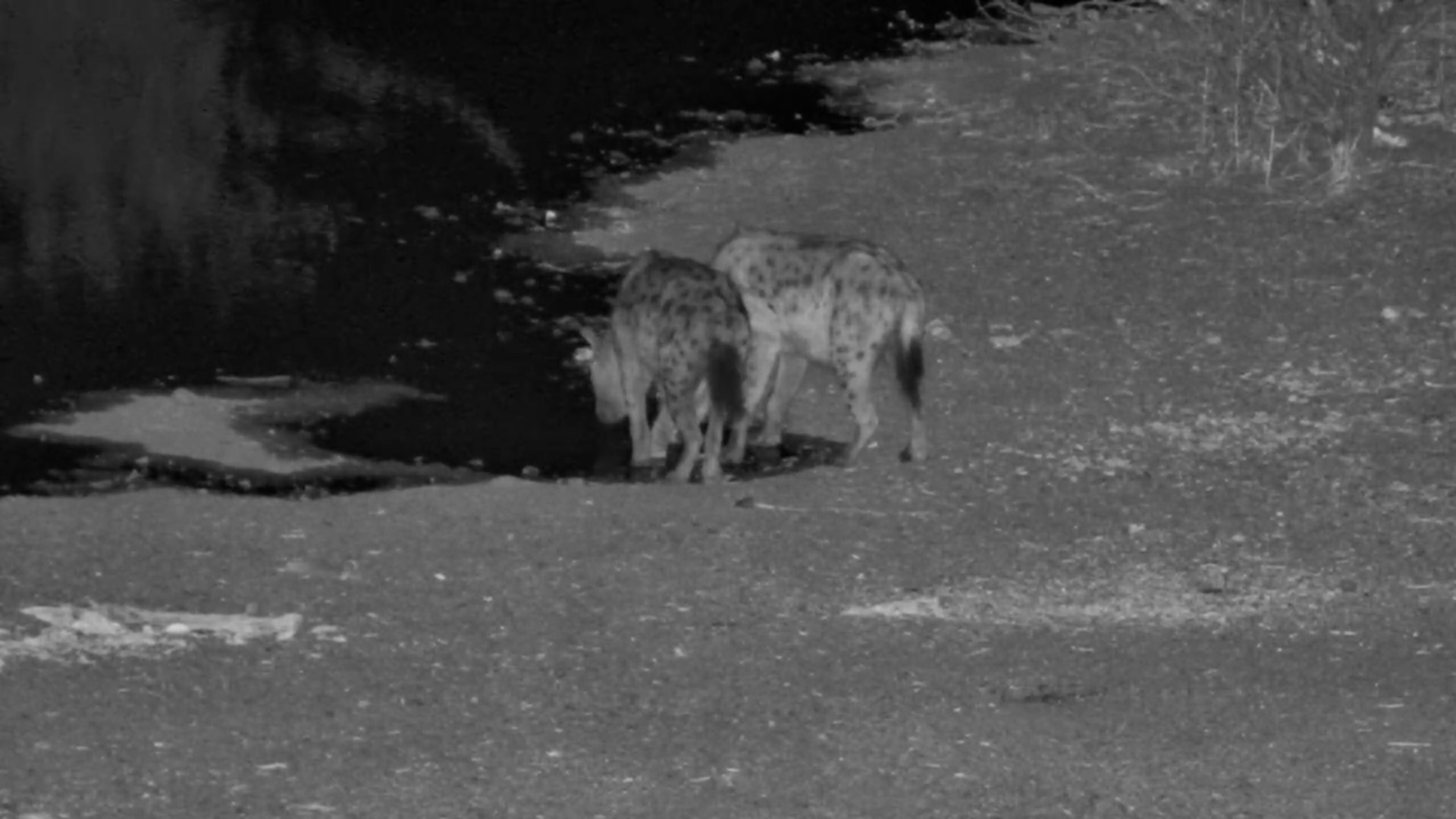 Hyenas Scavenge and Drink at Victoria Falls Safari Lodge