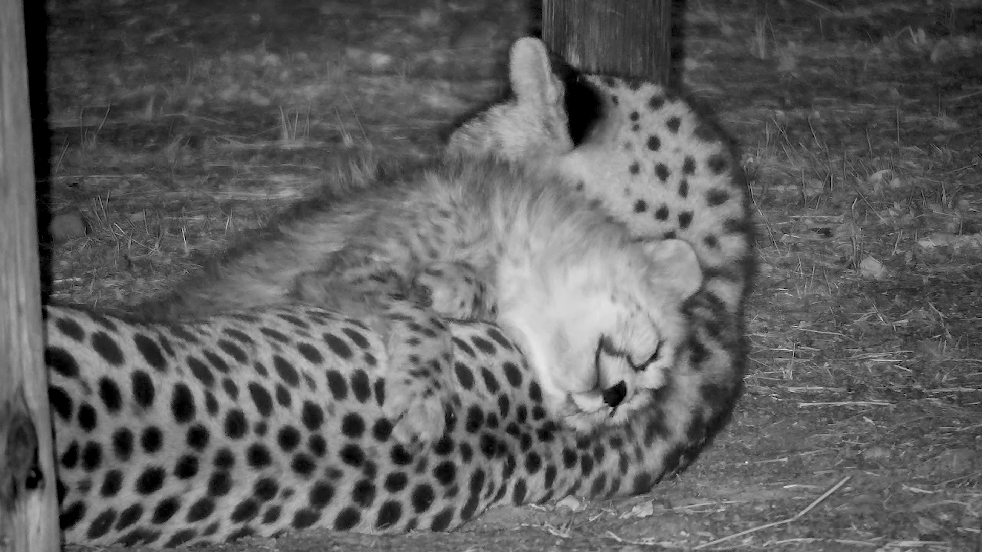 Too Cute to Move: Cheetah Cub’s Perfect Pose