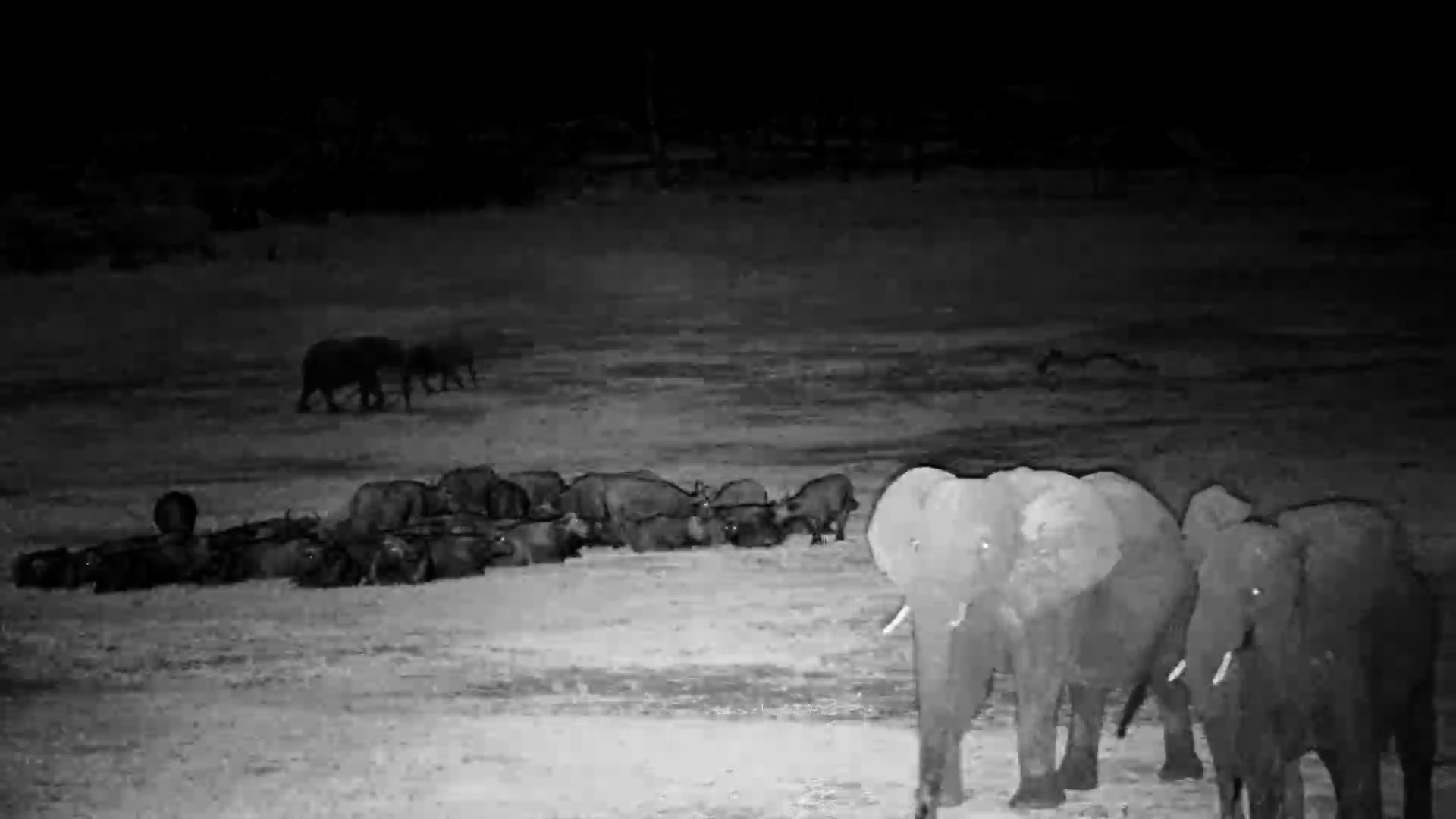 Buffalo Bed Down While Elephants Take the Night Shift