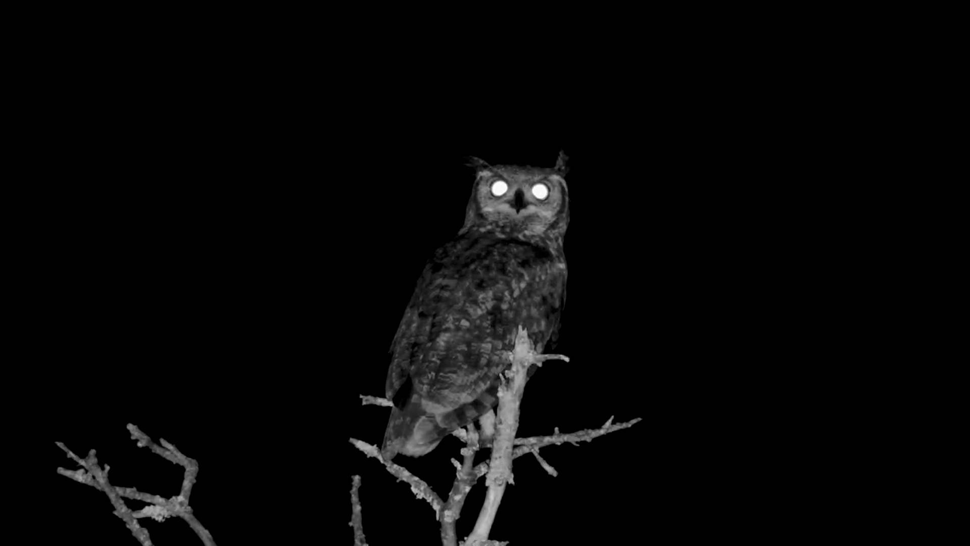 The Night Watch Begins: Spotted Eagle Owl at Founders Lodge