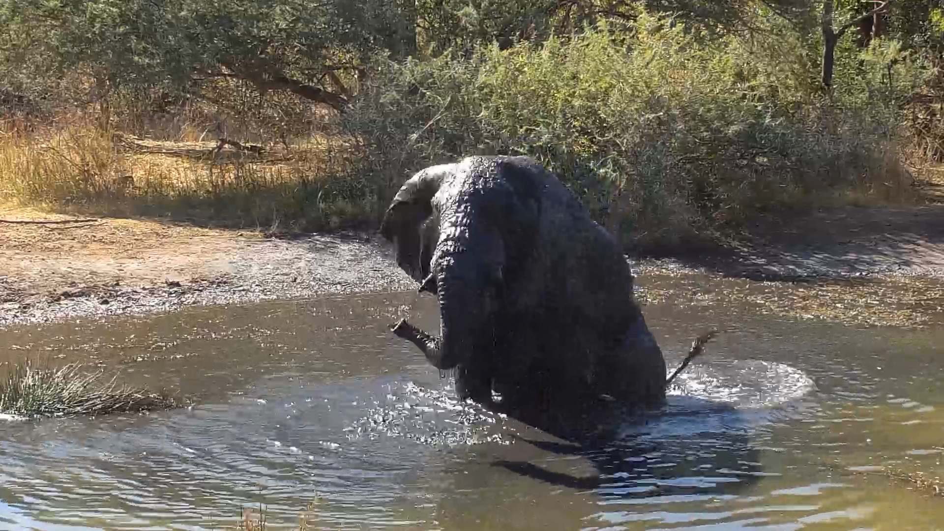 Now That’s a Bath! Elephant Bull Soaks it Up