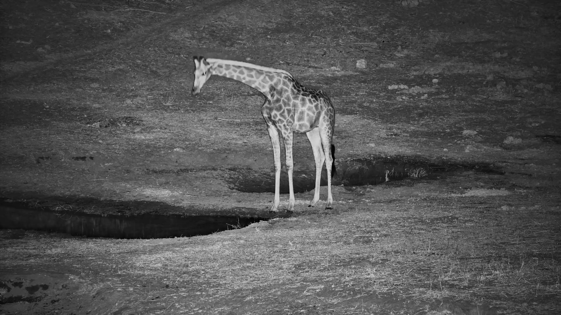 Giraffes Take a Midnight Drink at Camelthorn