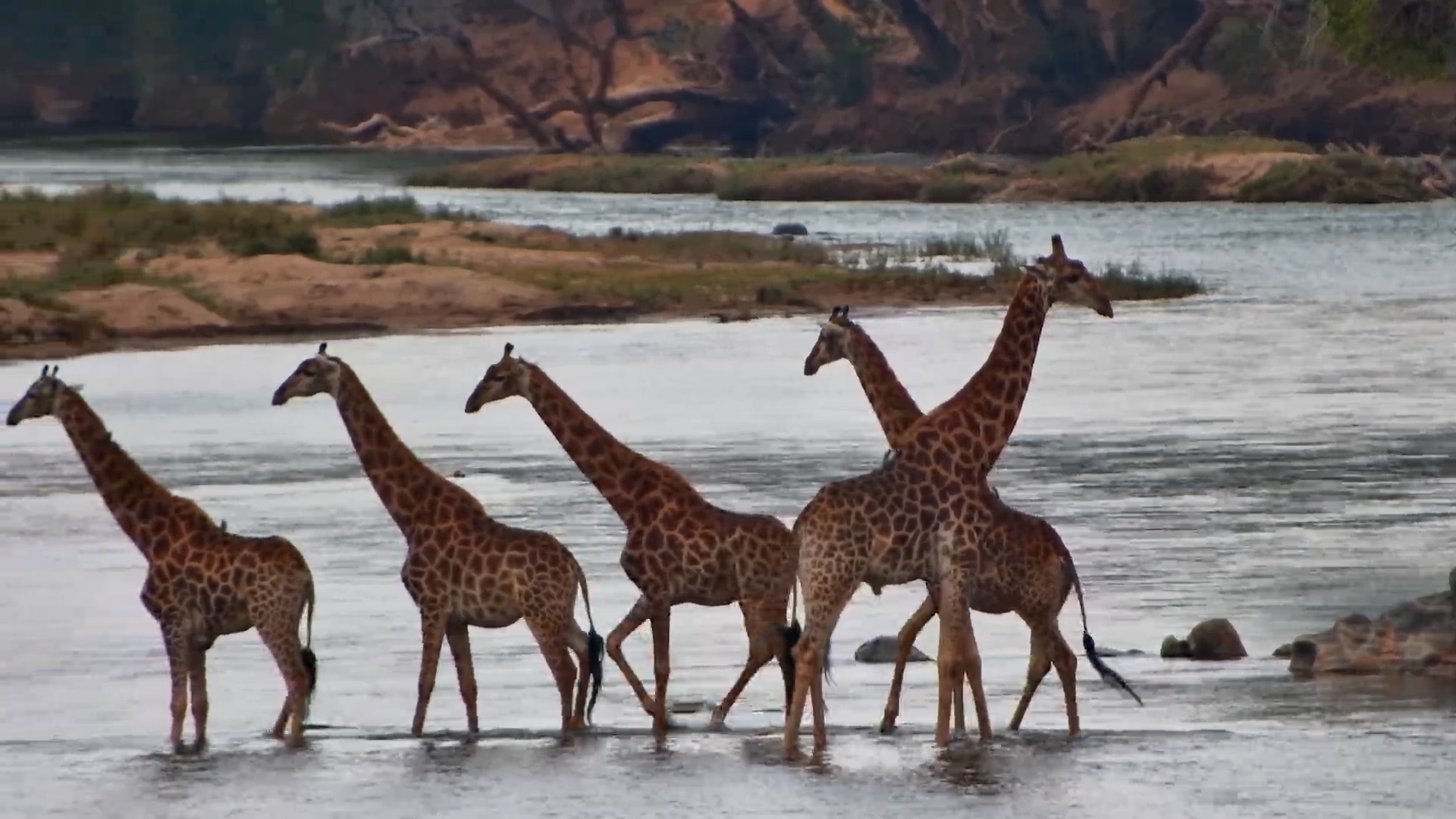 To Cross or Not to Cross? Giraffe Herd Hesitates at Olifants River