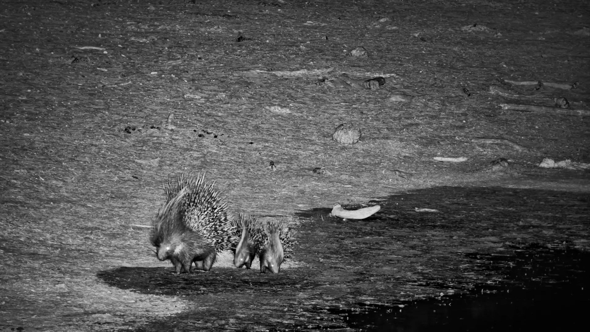 Porcupine Family Shuffles Through Meno a Kwena