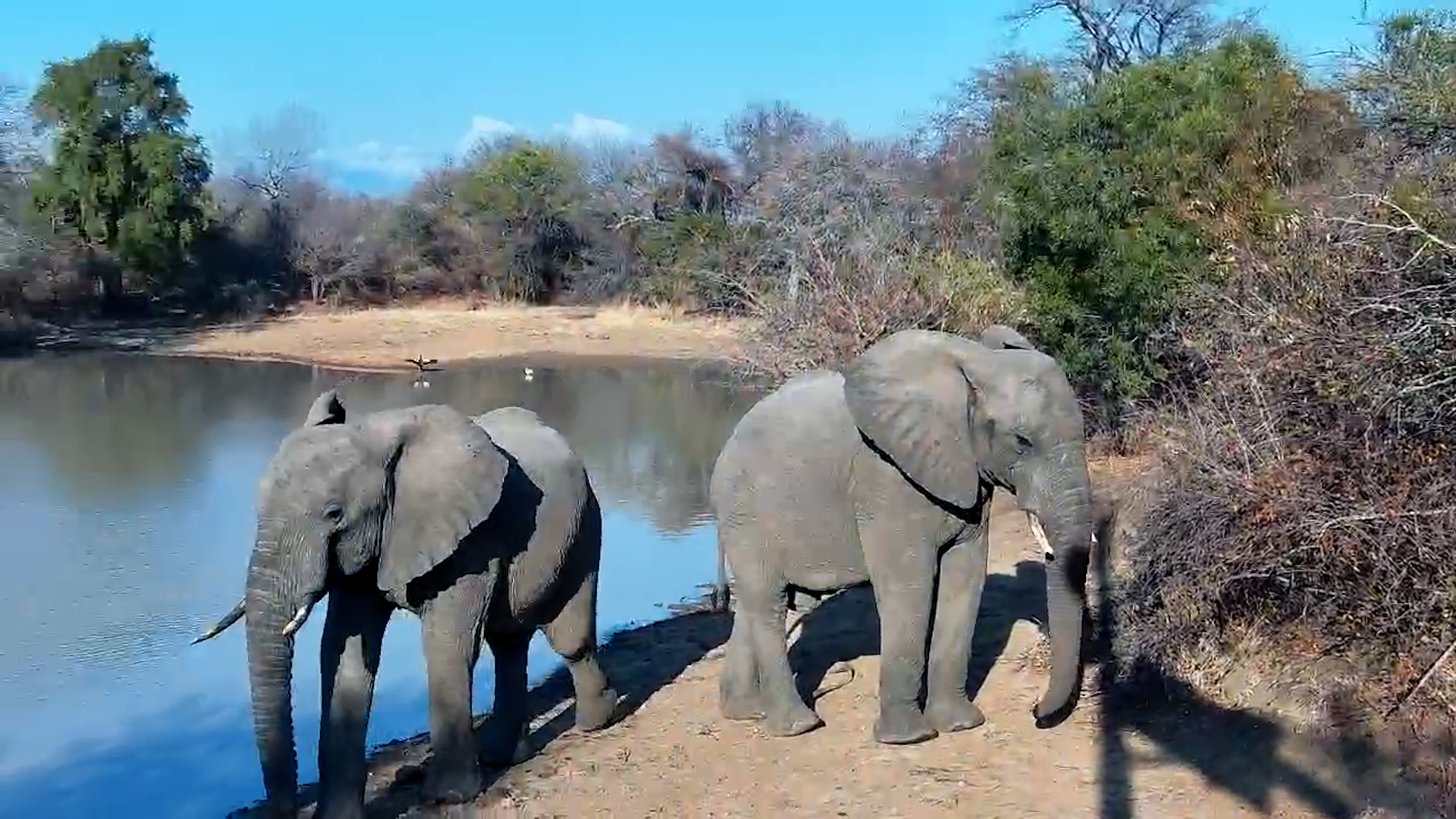 Two Elephants Drink & Feed Together