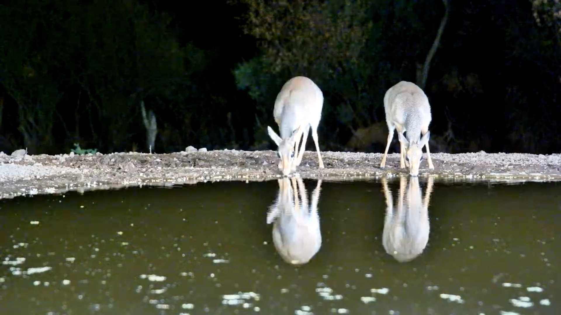 Dik-Dik Pair Enjoy an Evening Drink at Lentorre