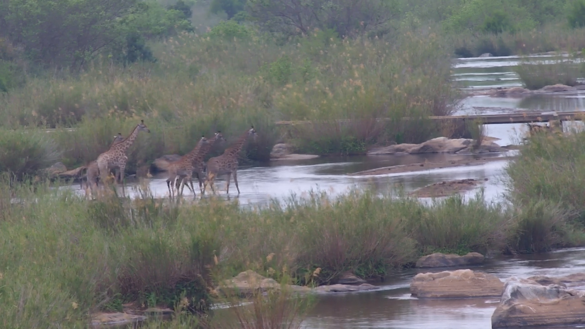 Giraffes Navigate the Sabi River
