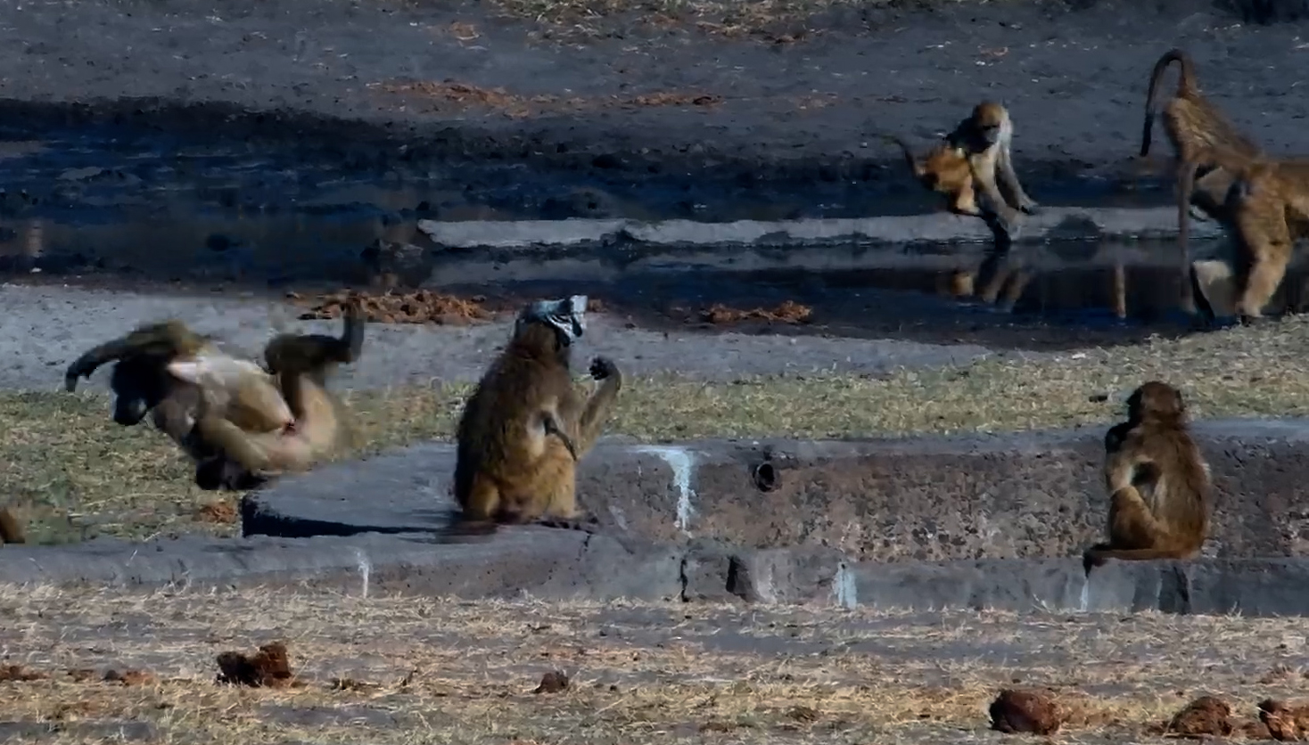 Hilarious Baboon Wearing Shirt on Head