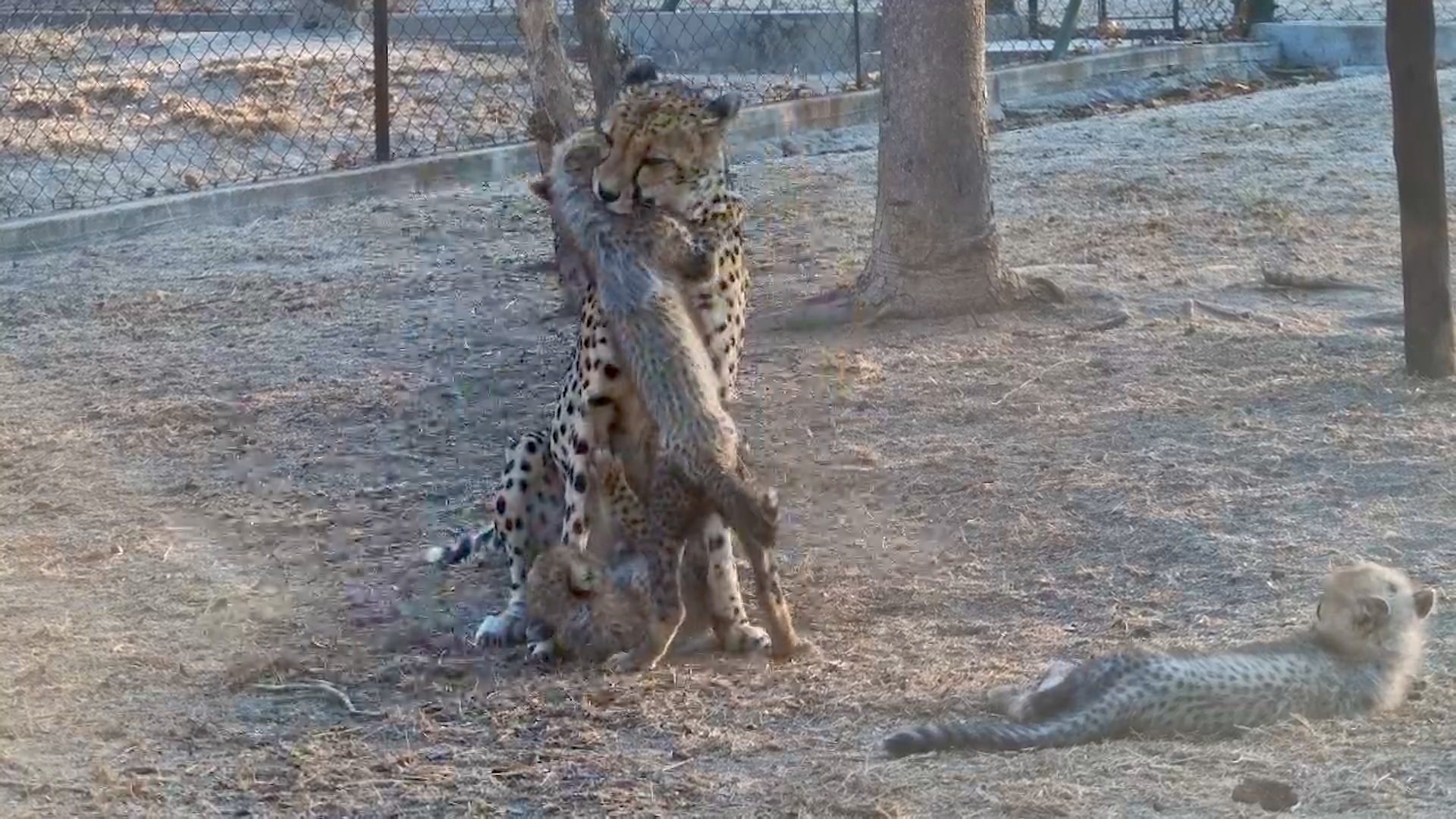 Cute Cubs Launch a Play Attack on Tammy