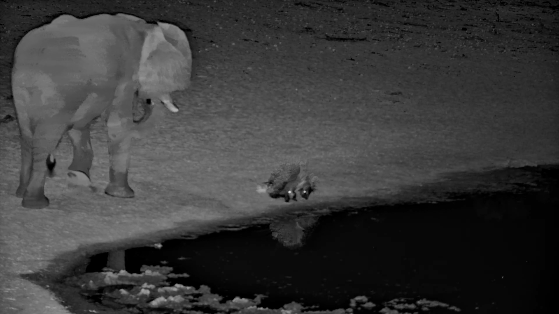 Elephant and Porcupines Cross Paths in the Dark