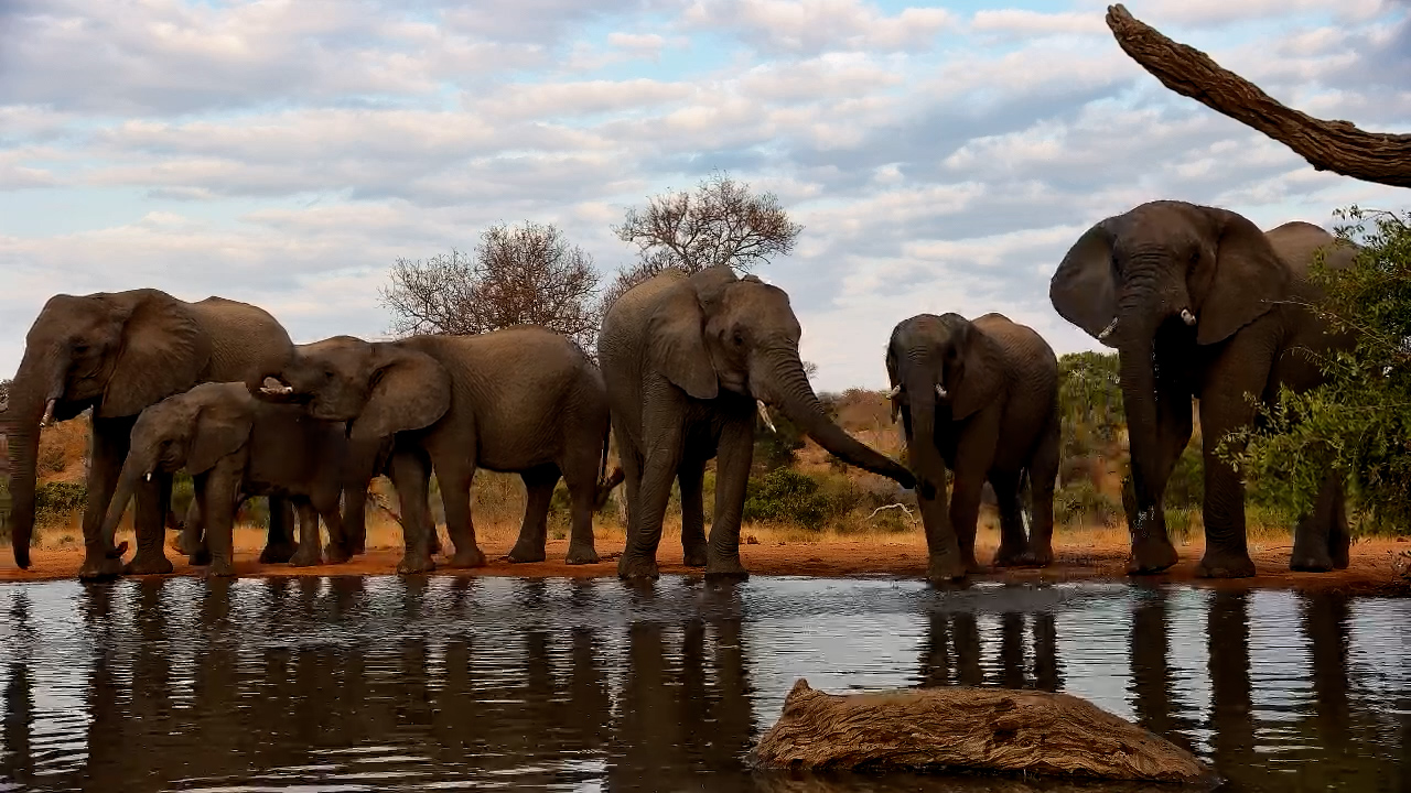 Majestic Elephants Drink Peacefully at Kings Camp Waterhole