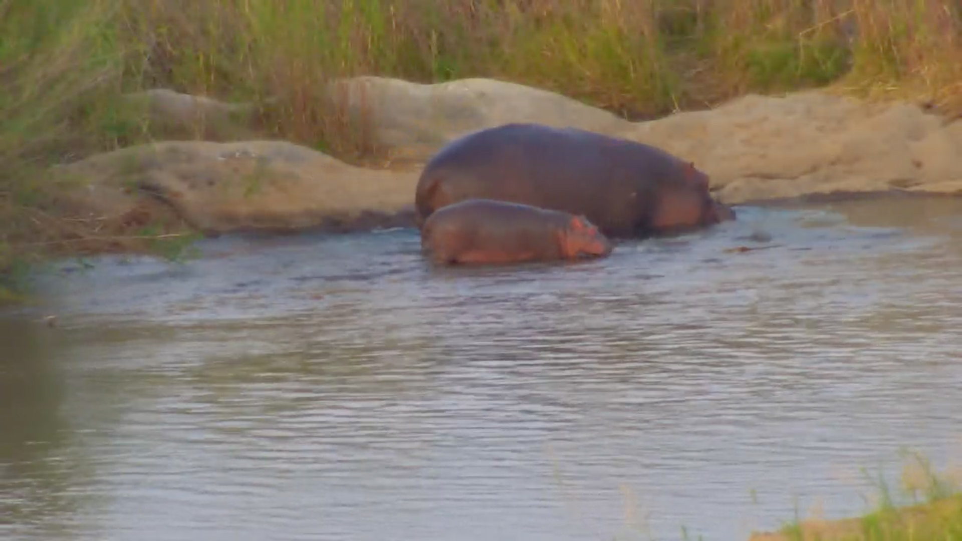 Baby Hippo Gets the Zoomies