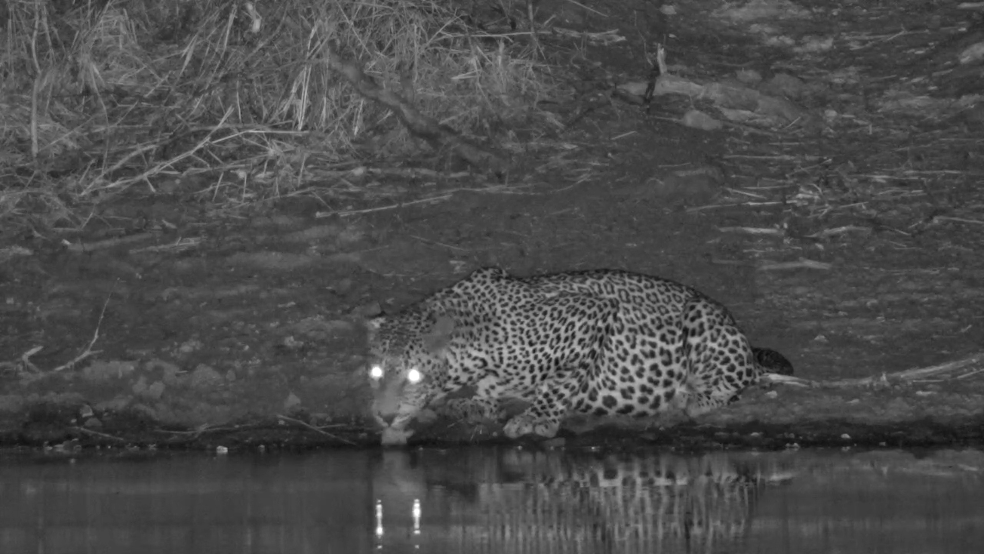 Male Leopard Drinks and Scent-Marks at Jabulani