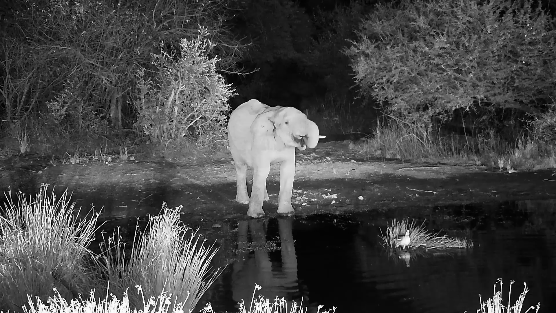 Lone Elephant Drinks in the Dark