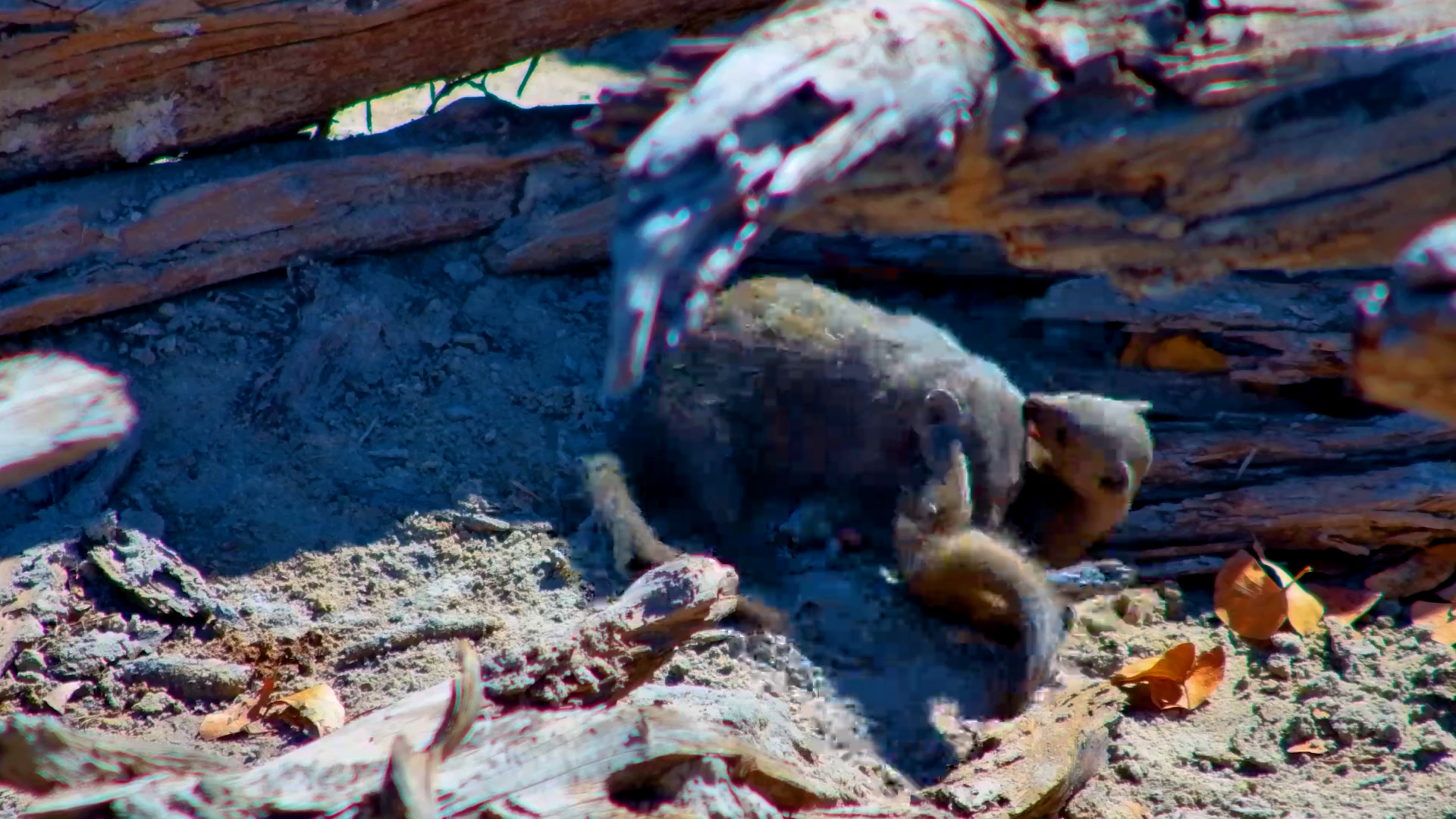 Dwarf Mongoose Playtime