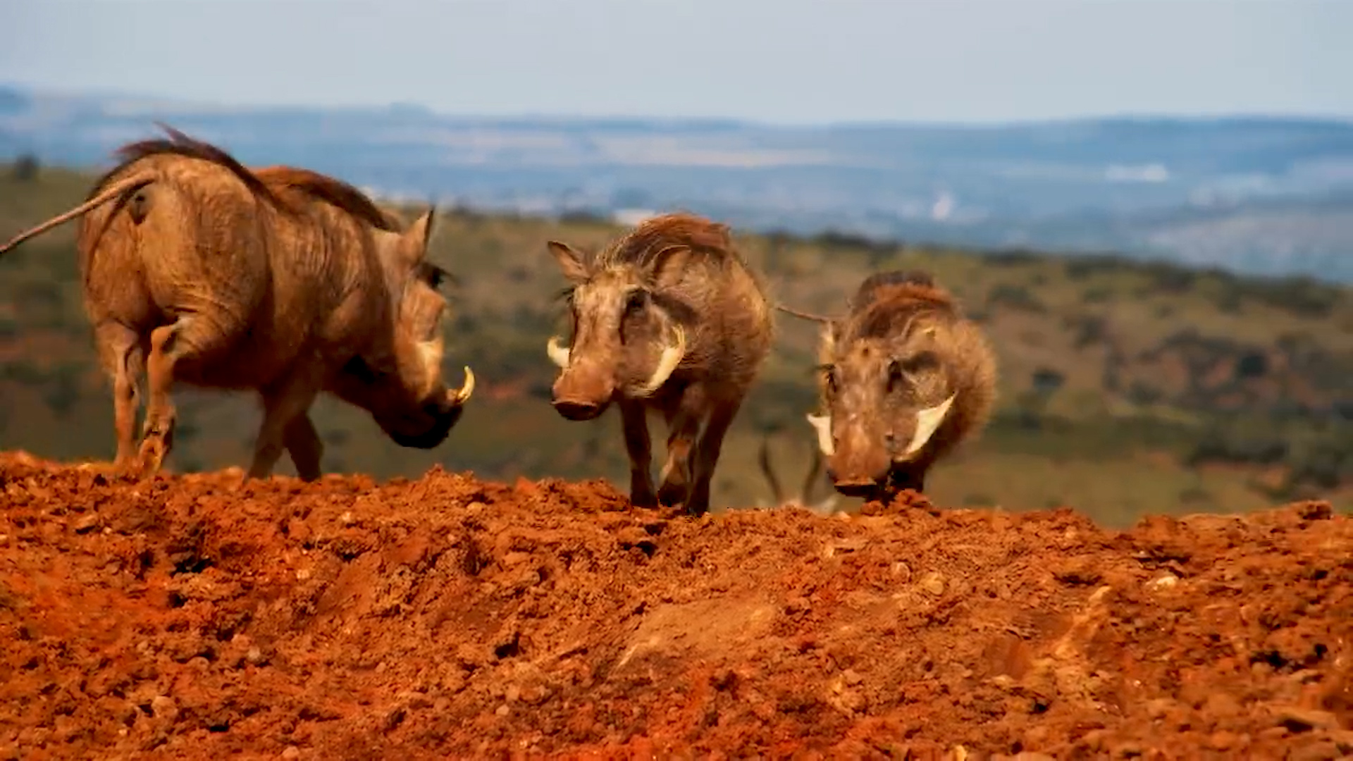 Warthog Family Arrives for a Drink at Founders